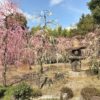 方除の大社 城南宮の神苑で行われている「しだれ梅と椿まつり」を見て来ました | masa